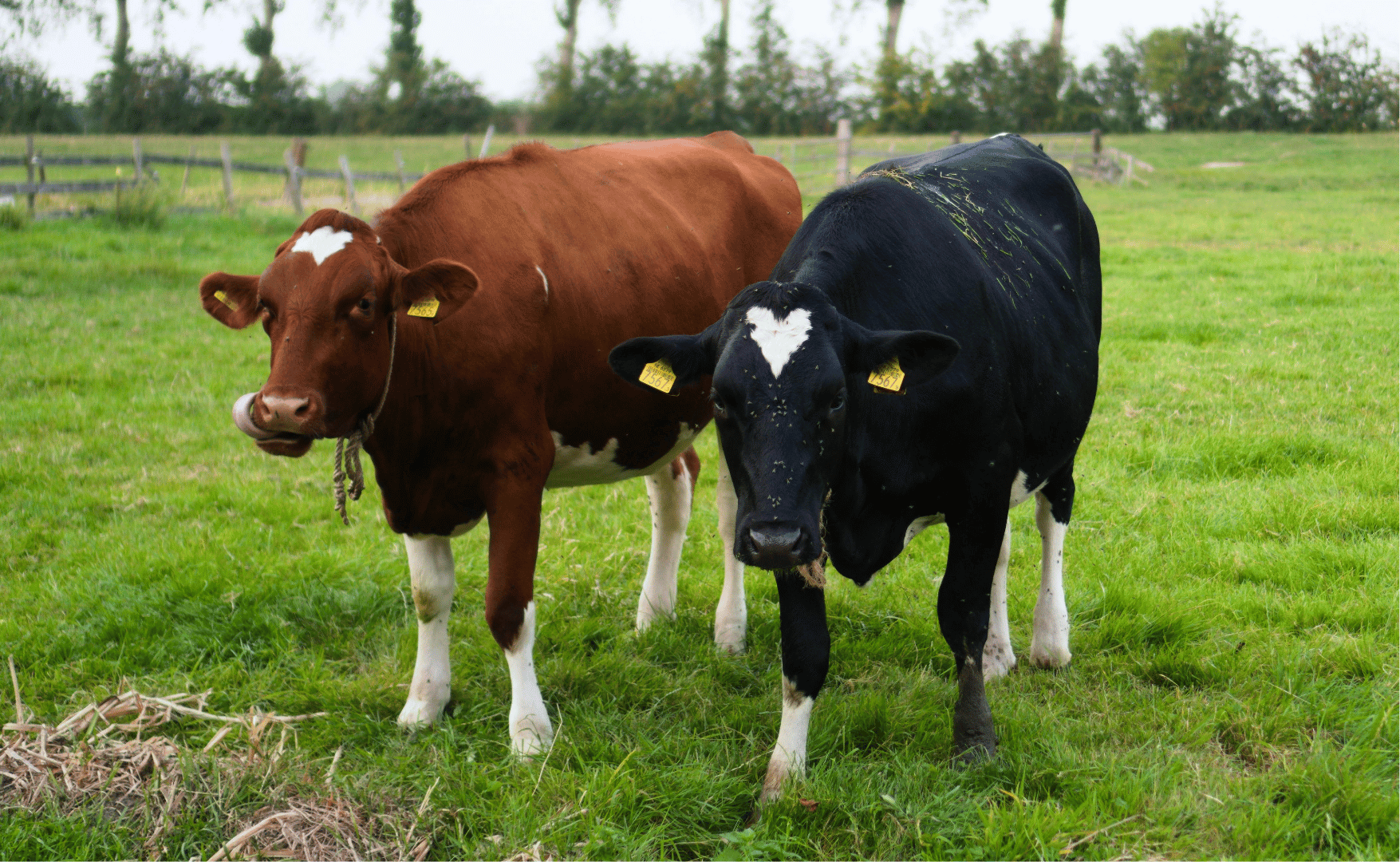 ADECA NEWS - Dezembro/2025.png