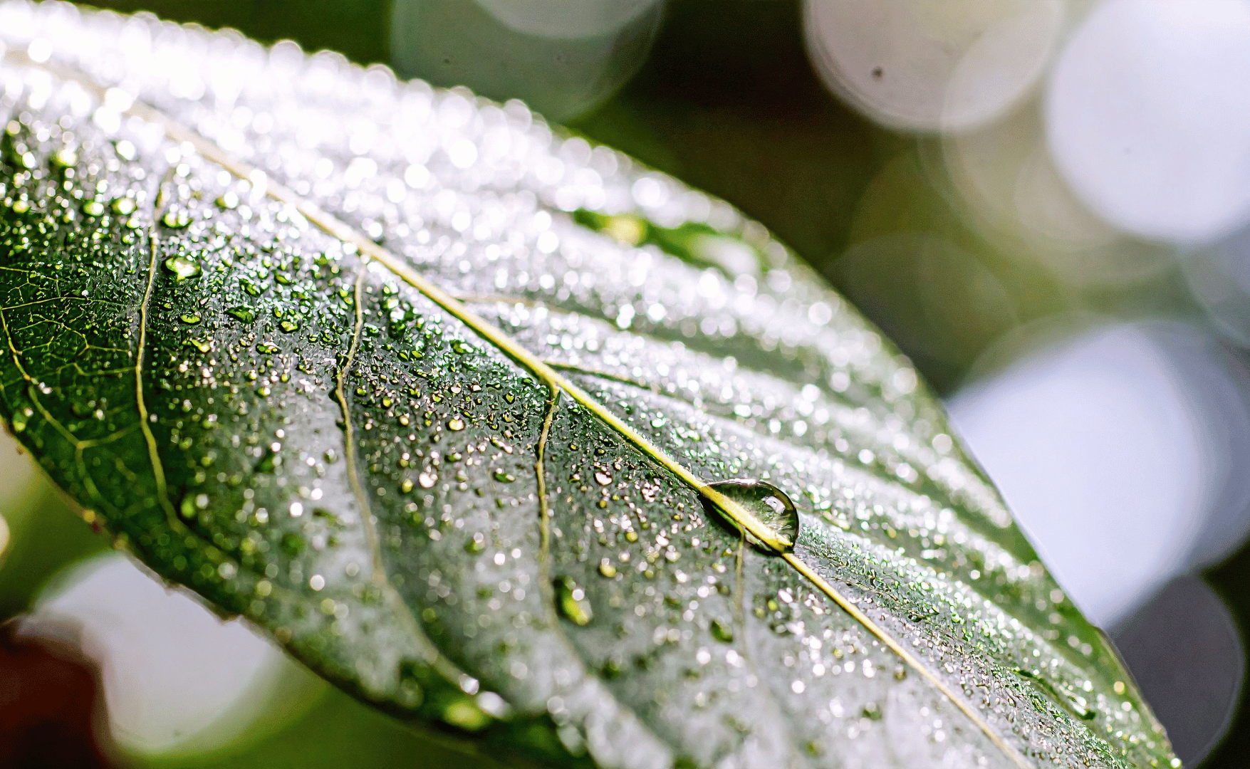 Chuvas de dezembro ajudam lavouras e renovam expectativas no agro.png