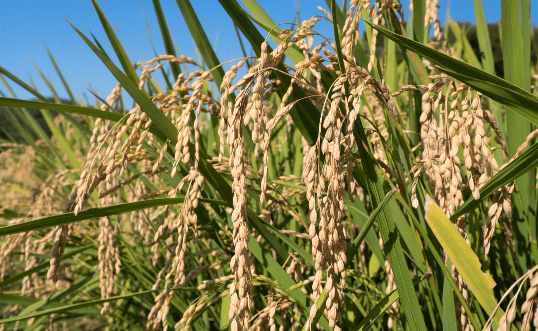 Crise de custos e clima: estiagem e diesel pressionam safra de verão no Rio Grande do Sul