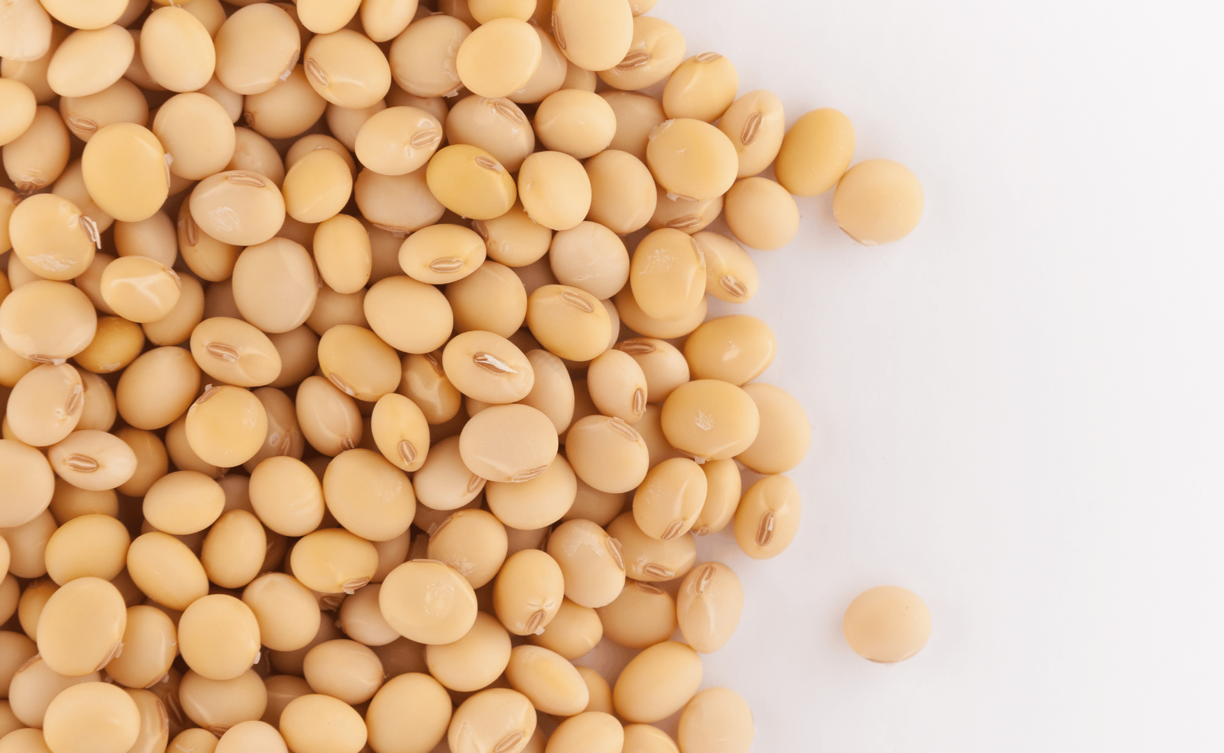 Cadeias de soja e biodiesel seguem impulsionando o agronegócio brasileiro em 2025.png