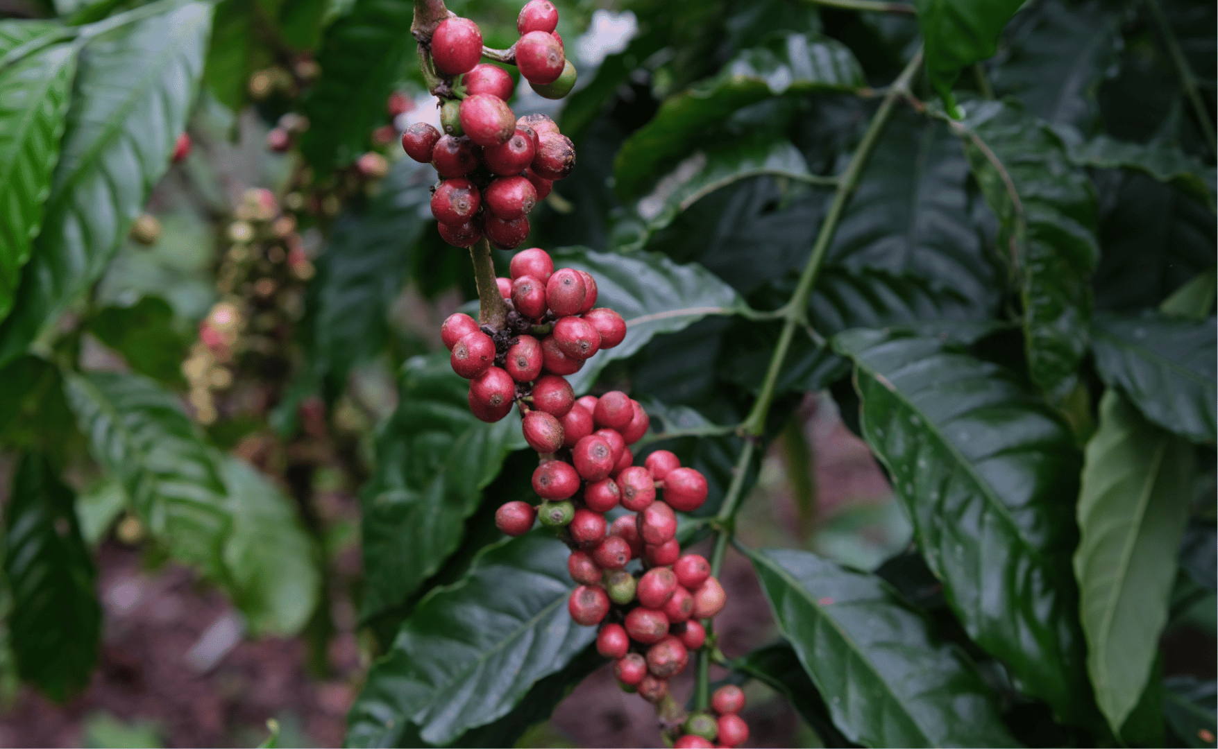 Chuvas beneficiam lavouras de café arábica.png
