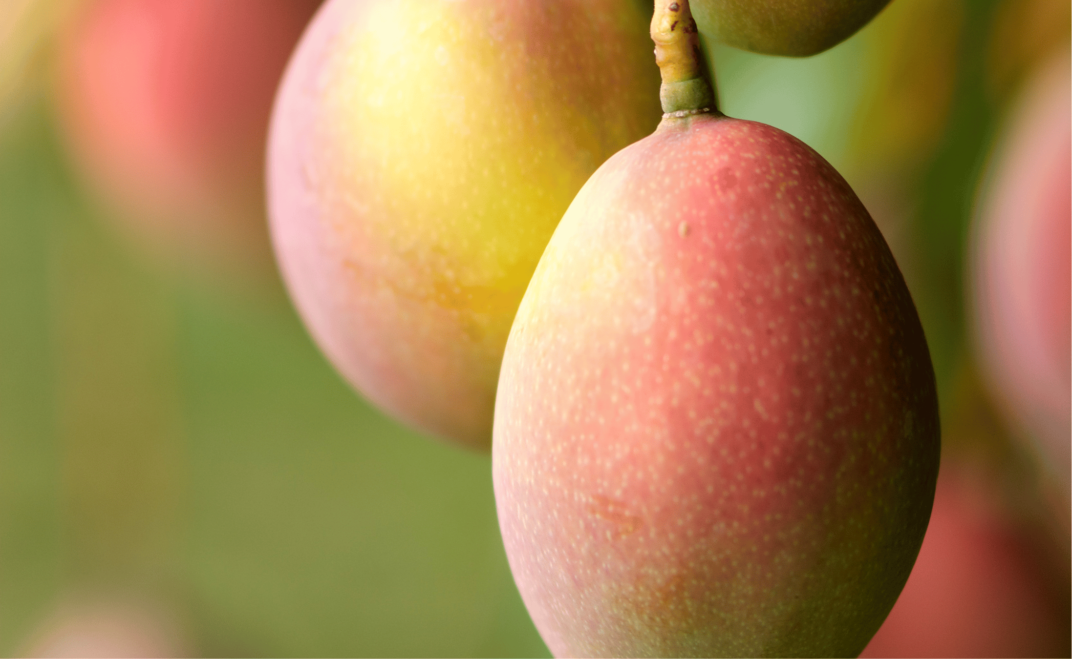 Tarifas dos EUA desafiam exportadores brasileiros de frutas.png