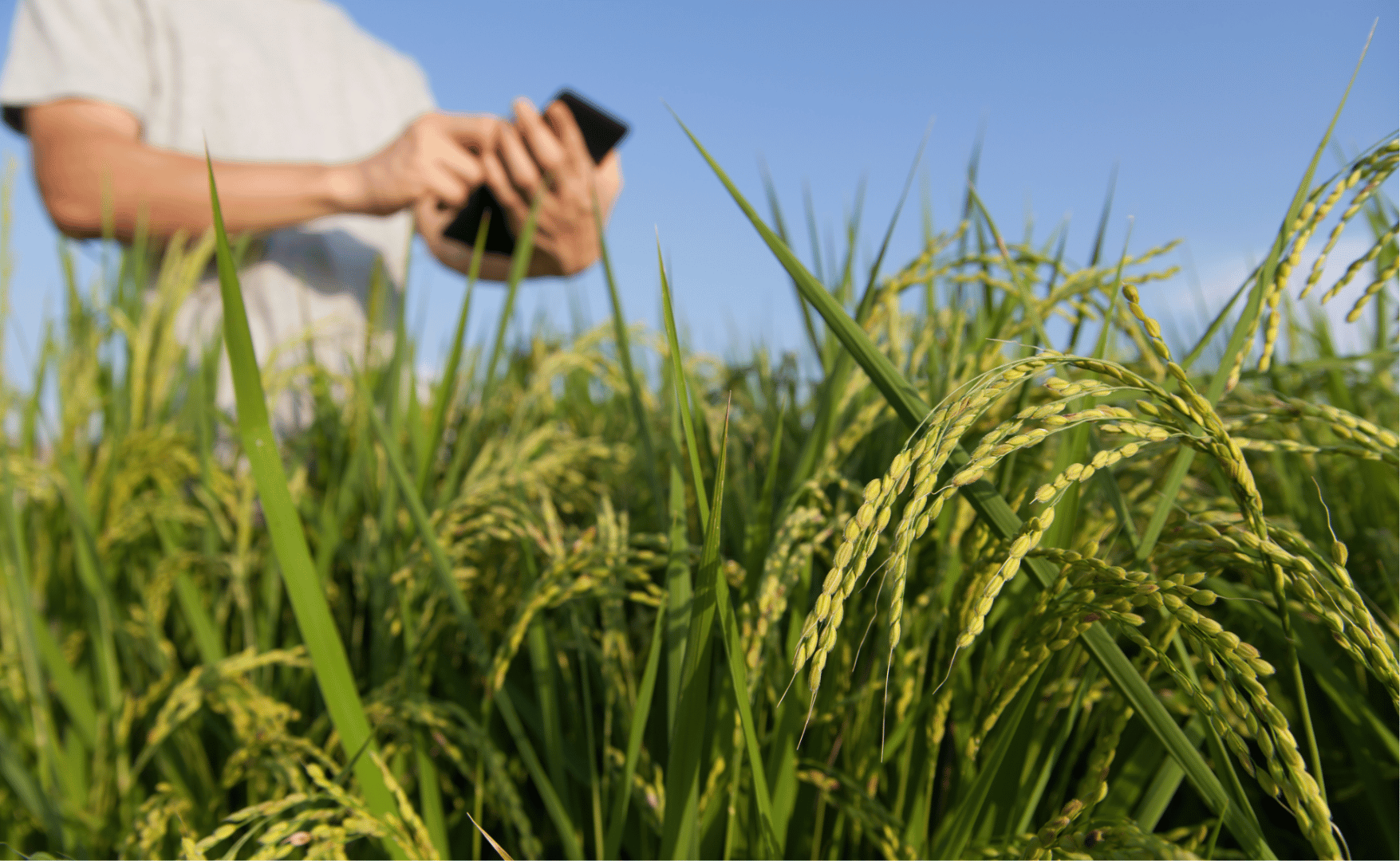 Agro Impulsiona PIB no primeiro trimestre de 2025.png