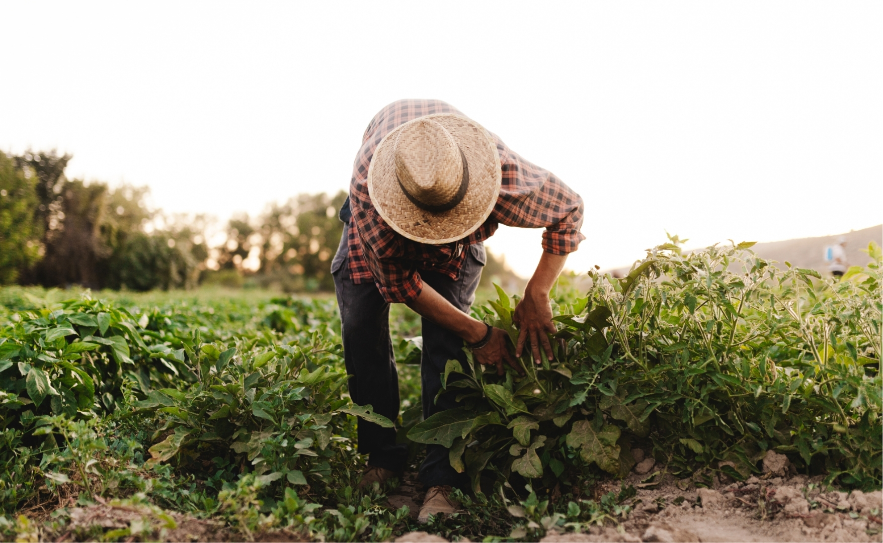 Agro Paulista: emprego formal, escolaridade crescente e um setor que perde espaço relativo na economia estadual.jpg