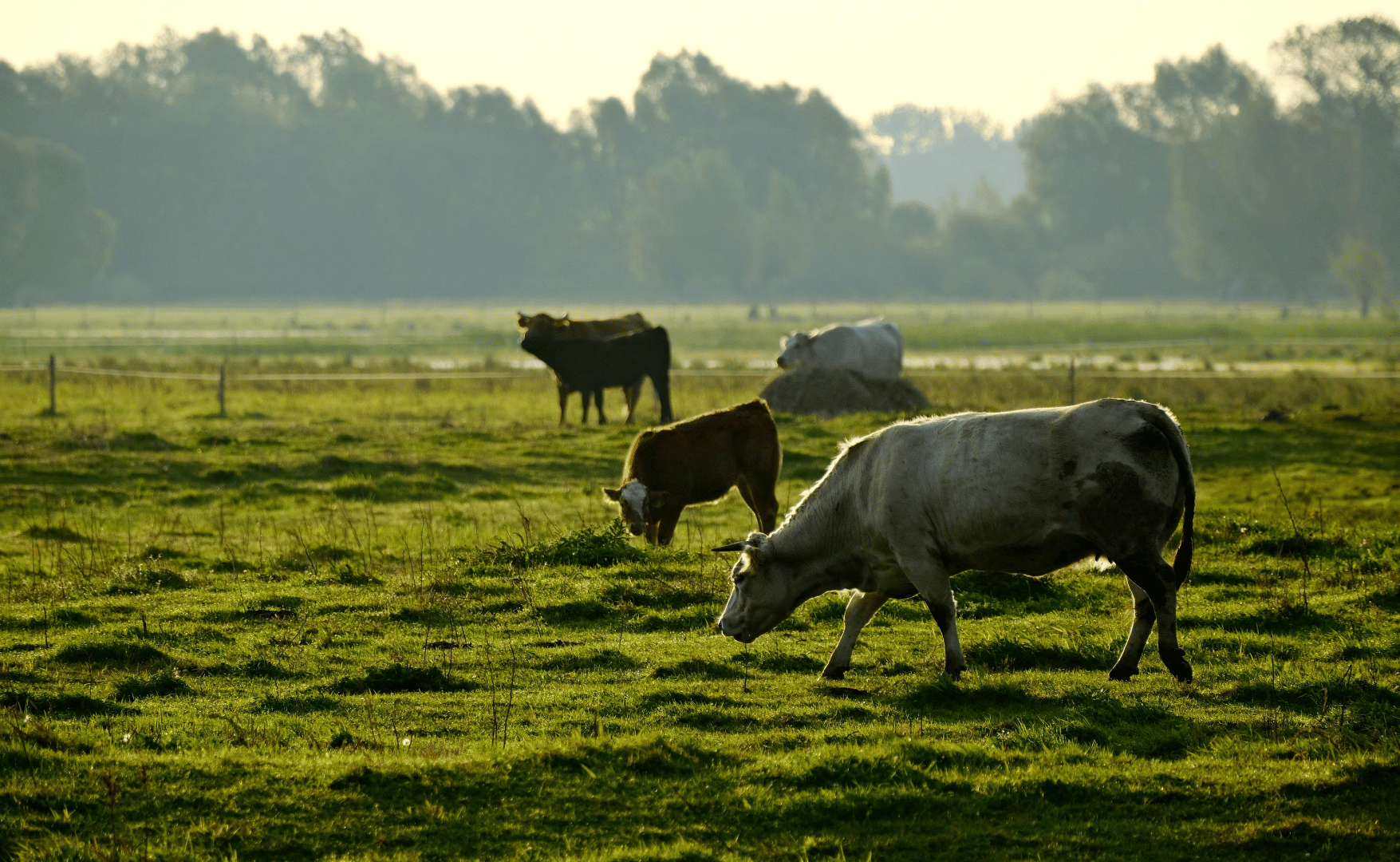 Mato Grosso abre escritório em Xangai para ampliar exportações.png