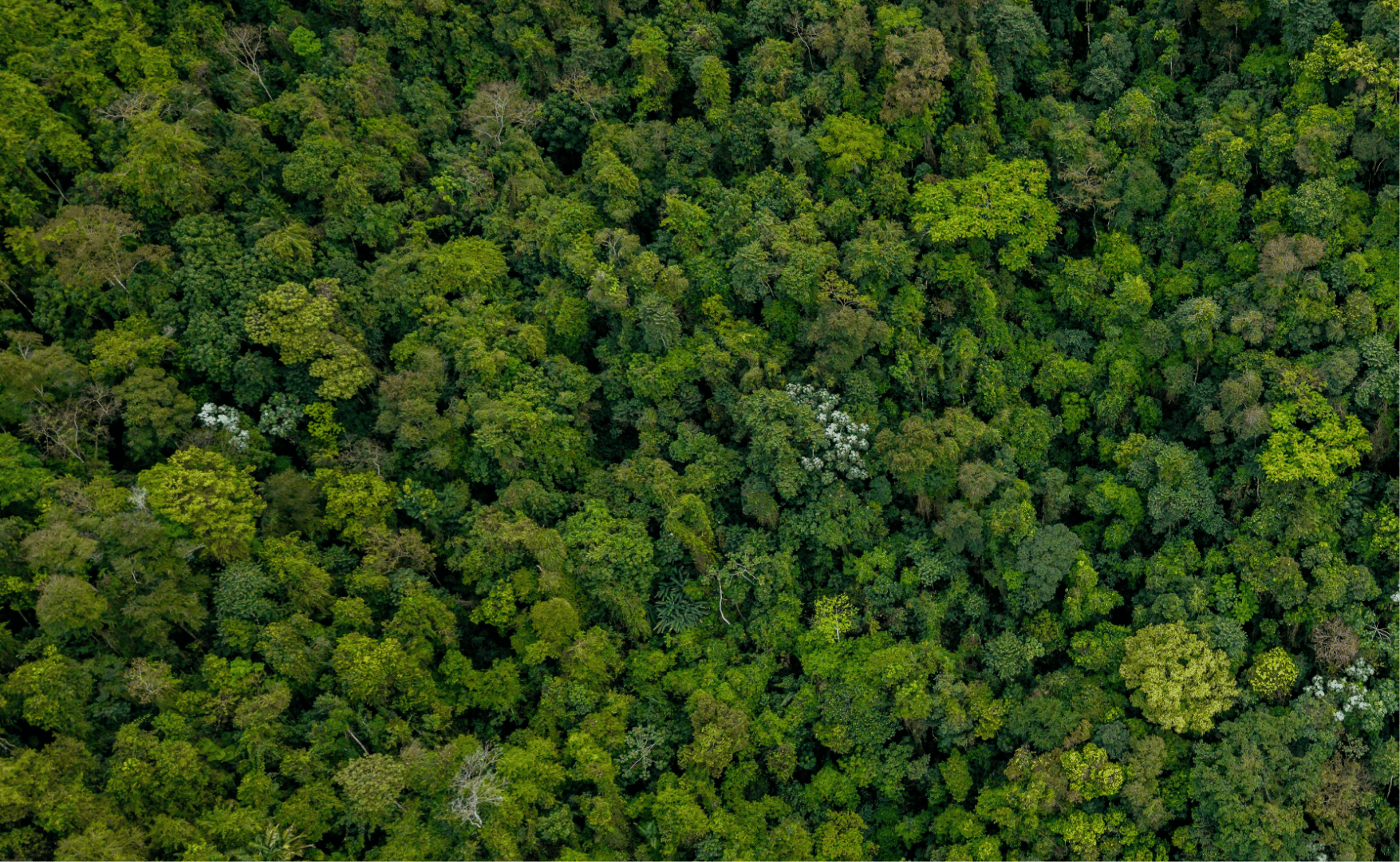 O greenwashing no Agronegócio.png