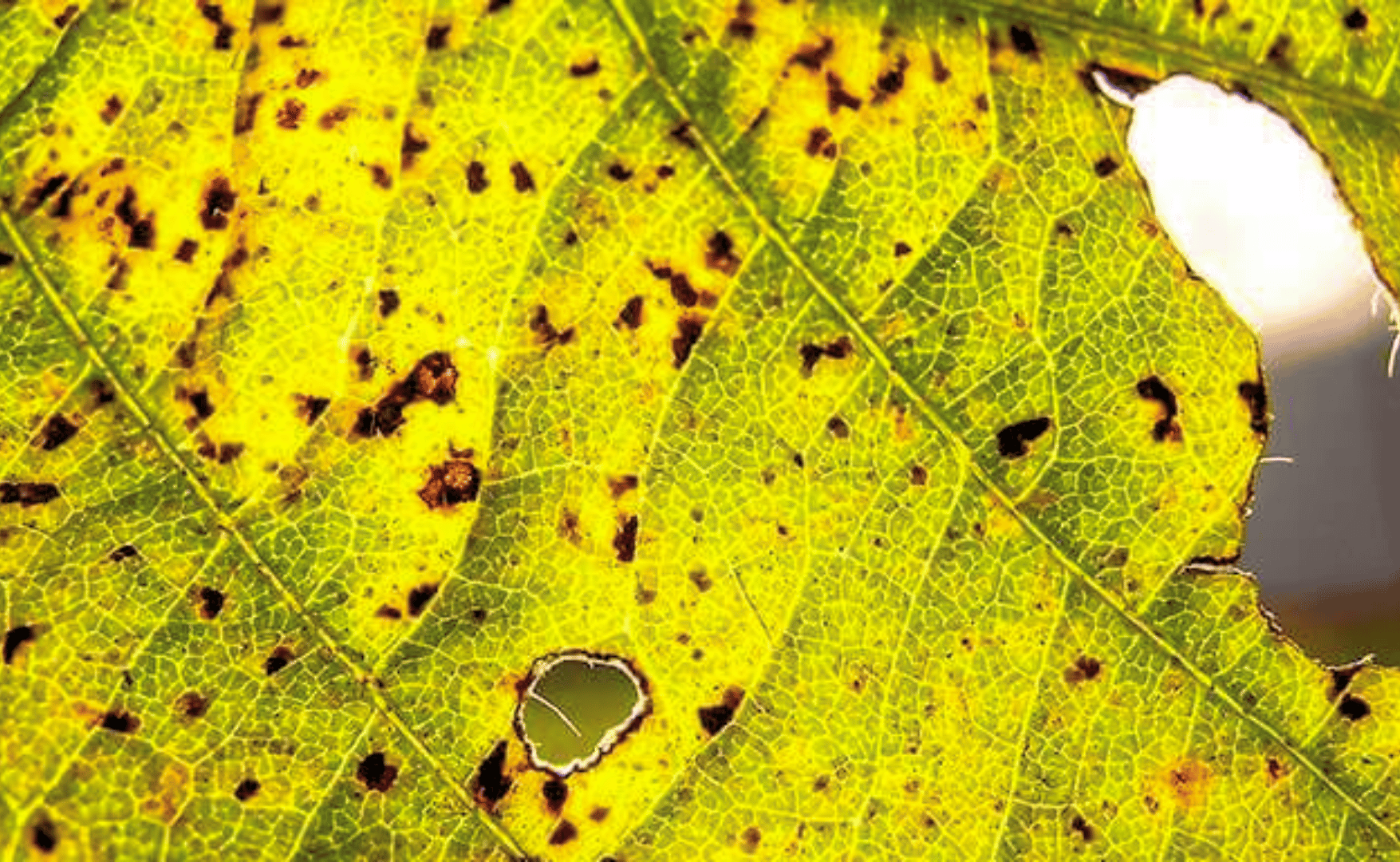 Alerta na soja: ferrugem asiática chega a 51 focos confirmados no Brasil.png