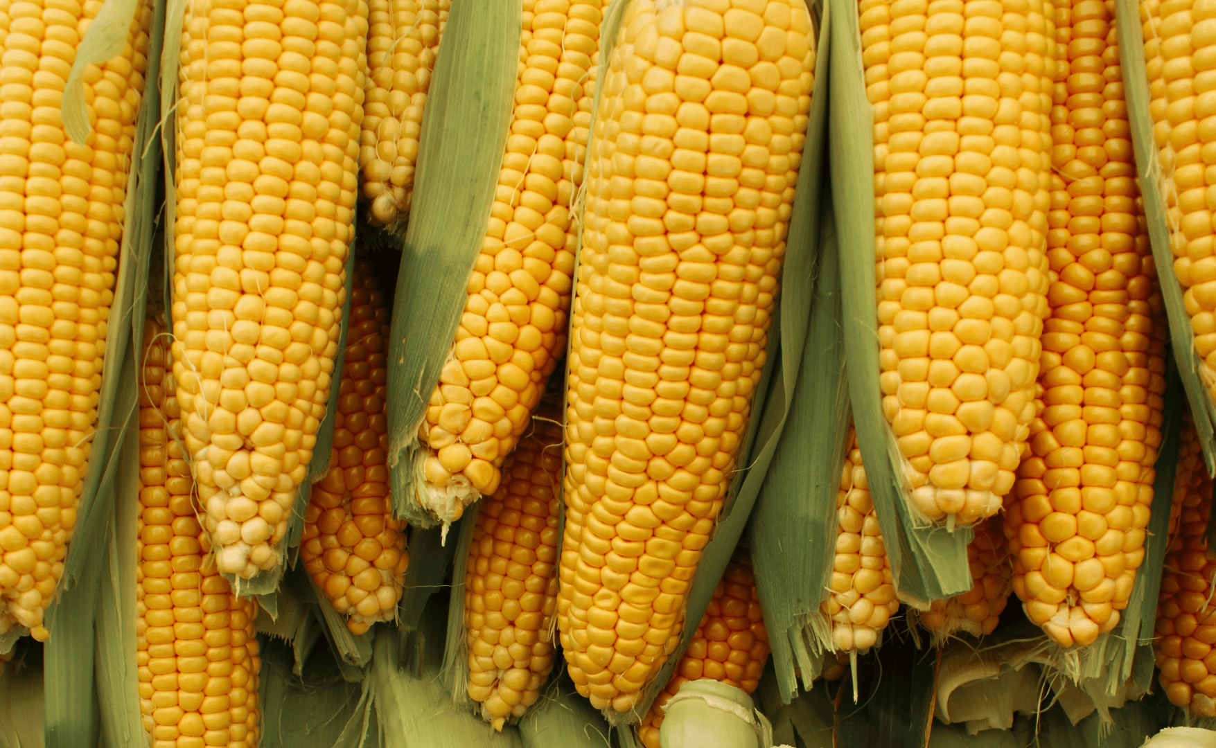 Produção de milho, soja e café impulsiona safra 2025/26 em São Paulo, enquanto cana e laranja enfrentam desafios