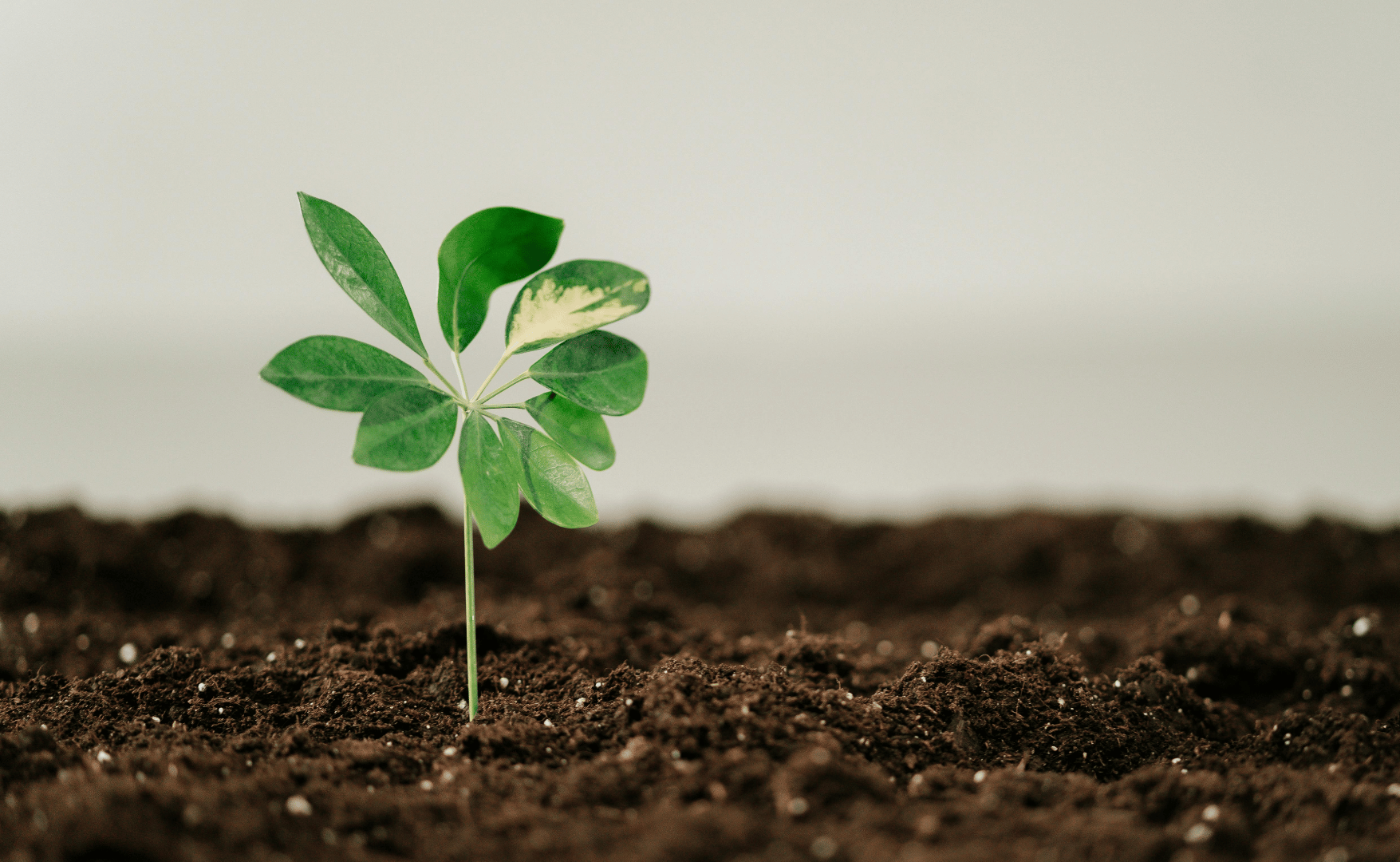 Memorando entre Brasil e Reino Unido impulsiona fertilizantes sustentáveis e inovação no agronegócio.png