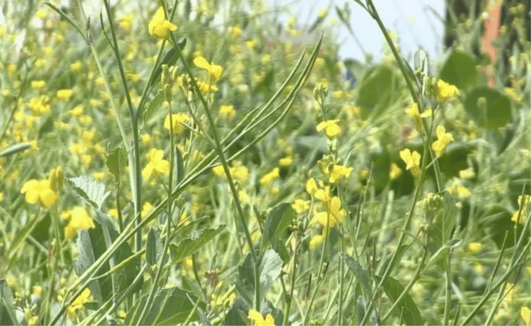 Camelina e Carinata: os combustíveis do futuro na agricultura.png