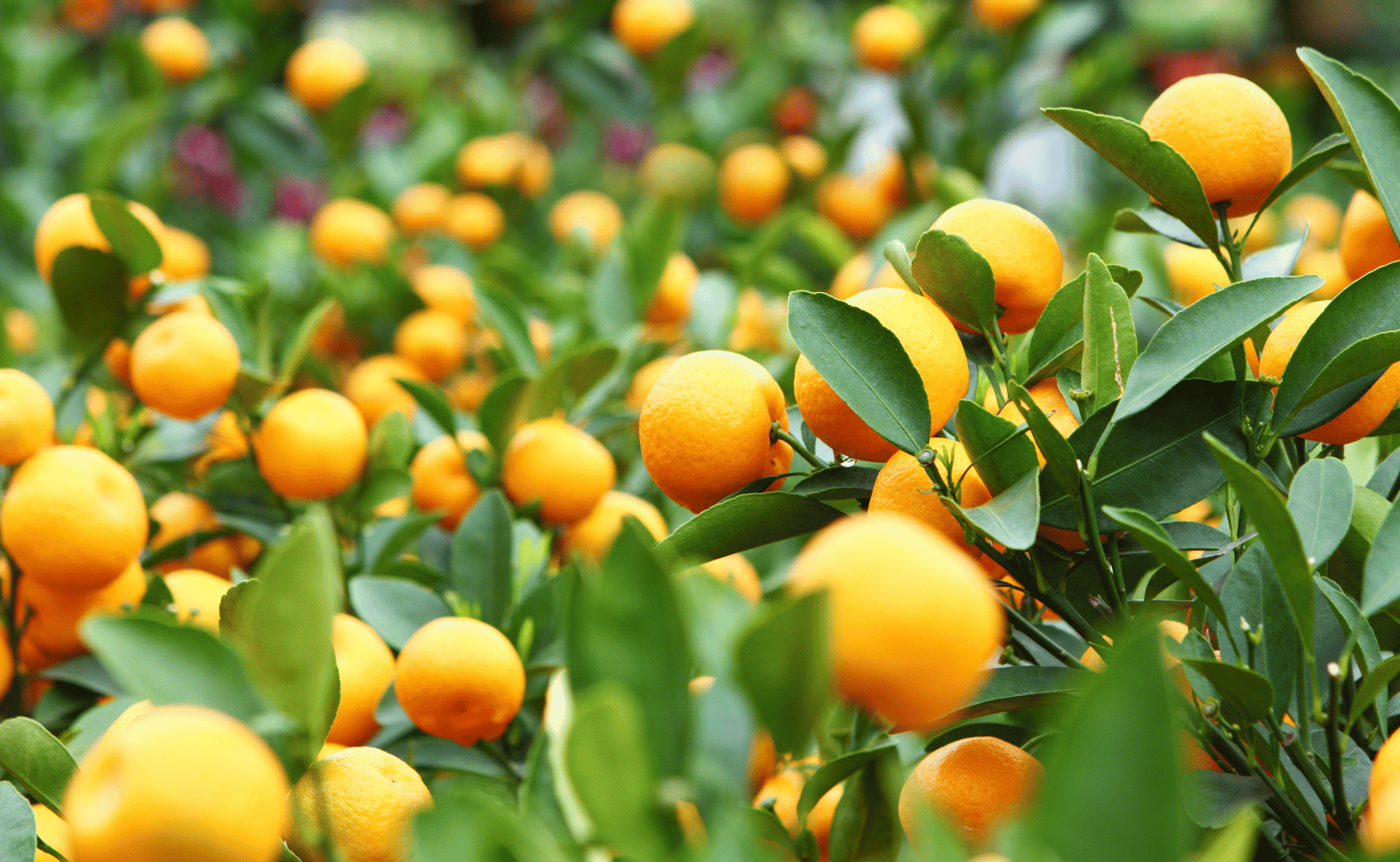Produção de laranja na Flórida atinge menor patamar em quase um século.png