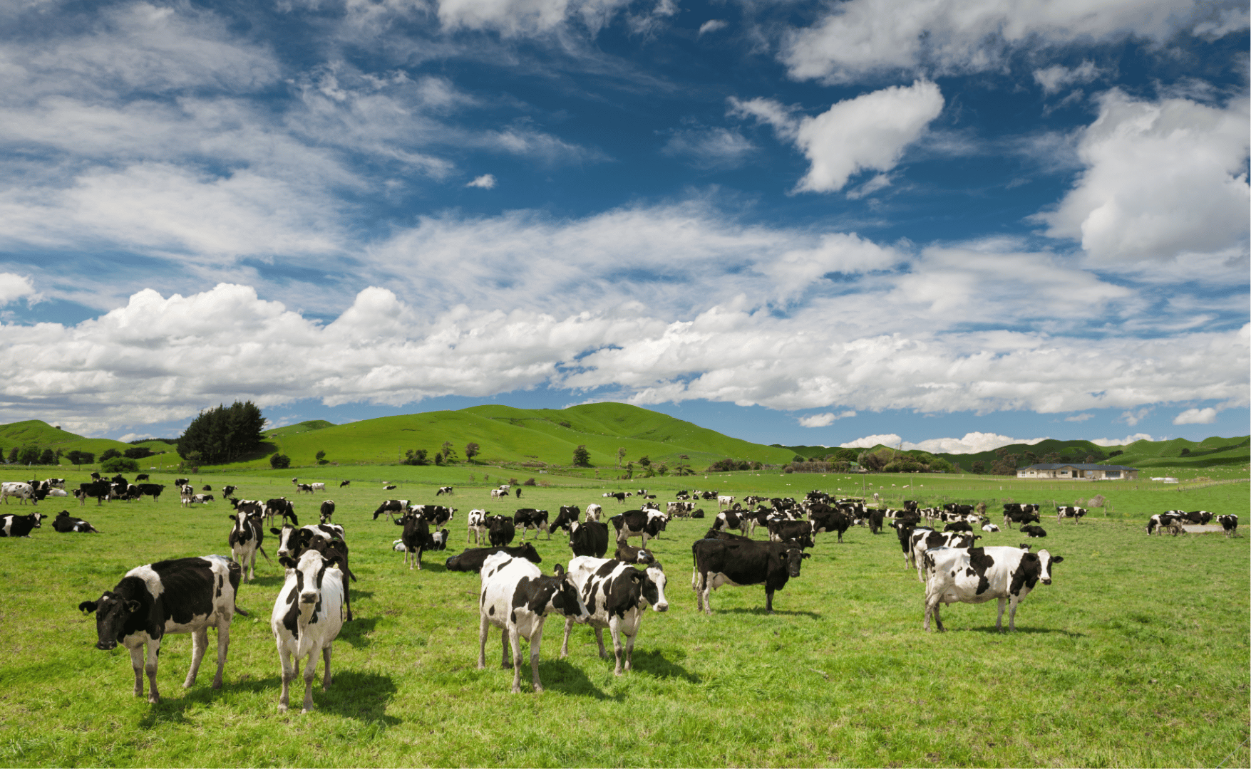 Panorama Pecuário 2025-2026: desafios e oportunidades para a pecuária brasileira.png