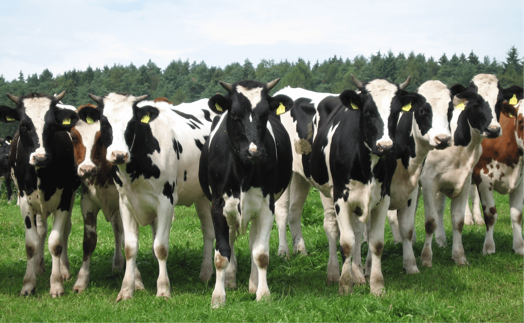 Com adesão nacional e internacional, USP lança novo programa de melhoramento genético para pecuária de corte