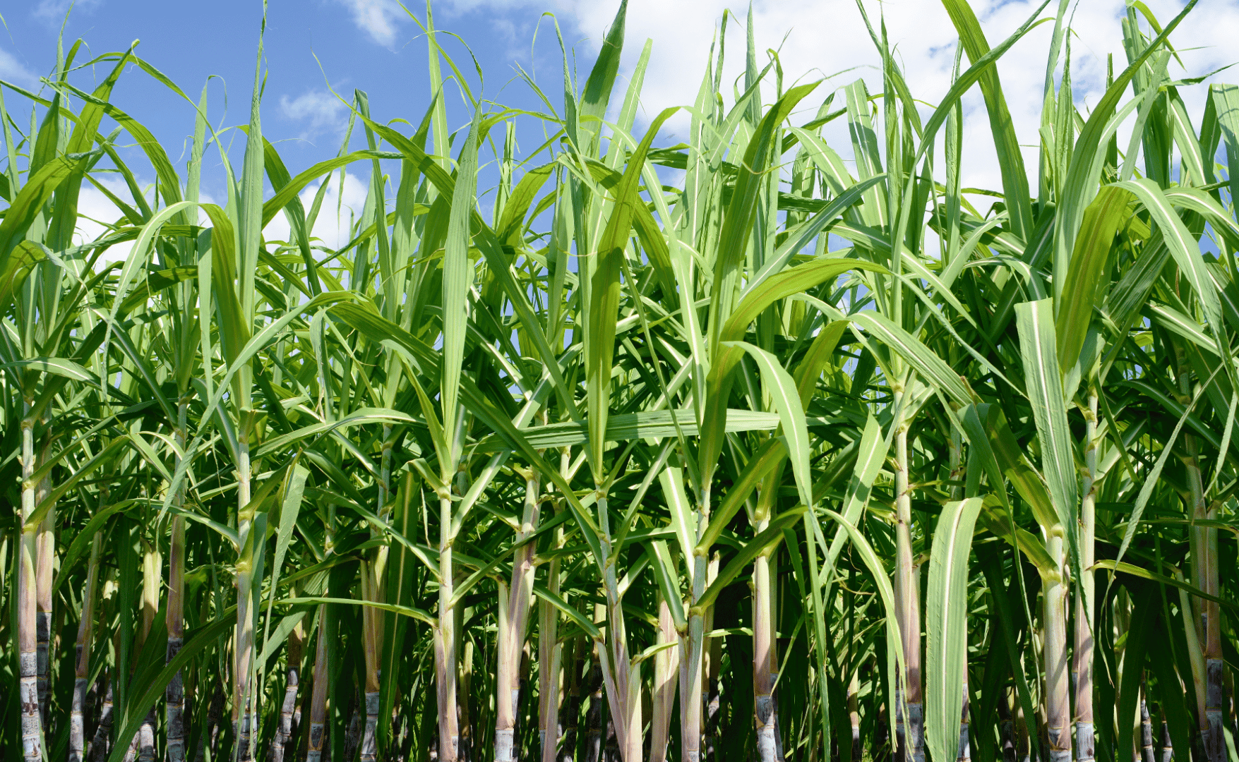 Aumento da demanda de etanol aquece mercado paulista.png